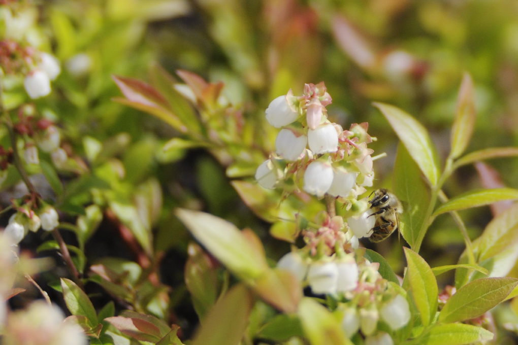 abeille